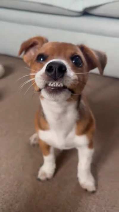 Smiley derpy boy