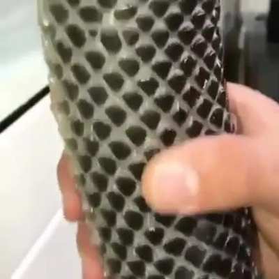 Snake shedding skin