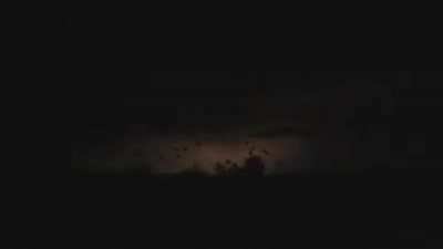 Bats illuminated by lightning