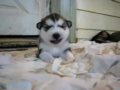 Puppy Huskey tantrum