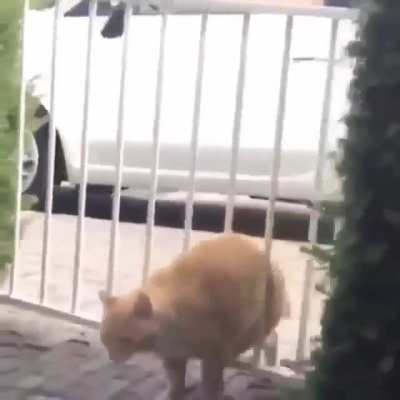 Oh lawd he comin