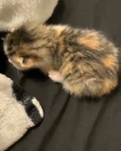Kitten