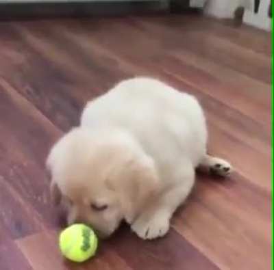 Please throw the ball 🥺