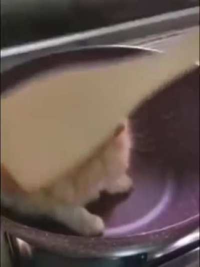 to cook a cat