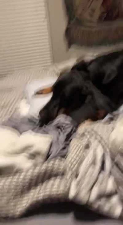 Our dog doesn&rsquo;t like getting his ears cleaned