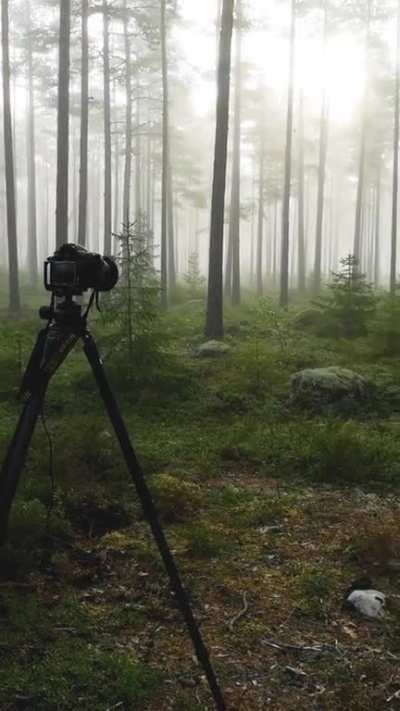 Magisk st&auml;mning i en skog utanf&ouml;r Nyn&auml;shamn ig&aring;r morse.
