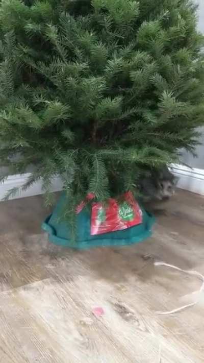Cat go fast