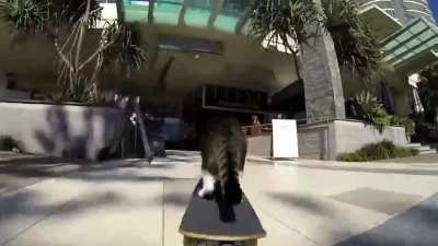 Kitty shreds
