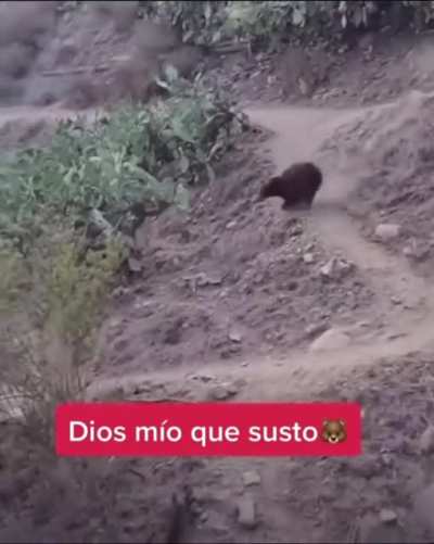 Close encounter with a Bear