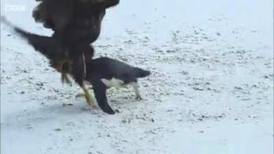 Ducks save a Penguin from Falcons