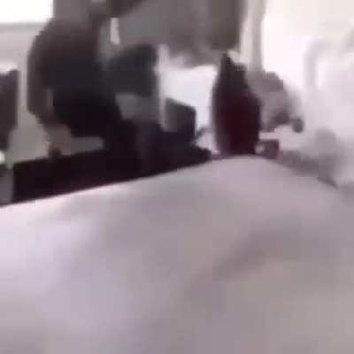 roach.