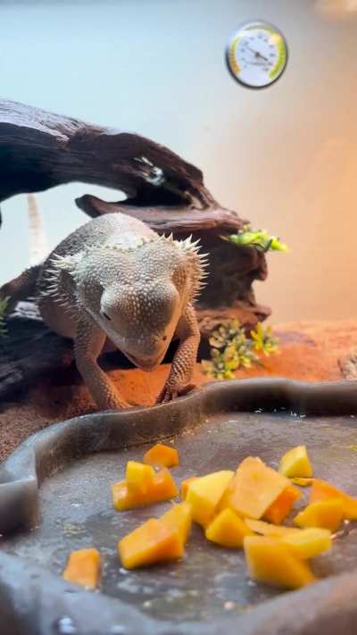 Do beardies ever eat directly with their mouths? my guy wants to eat squash but can&rsquo;t because it doesn&rsquo;t stick to his tongue :/