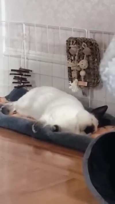 Bug's beauty sleep.