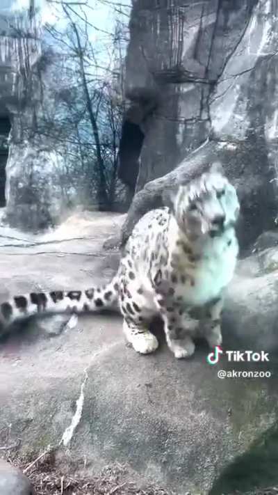 LEAP