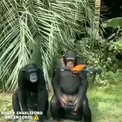 IQ: 🐵>👨🏿