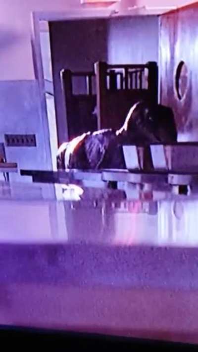 In Jurassic Park(1993), there is a scene where the raptor opens the door to the kitchen and you can spot an operator grab the raptor's tail.