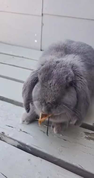 Willy loves eating maple leaves!