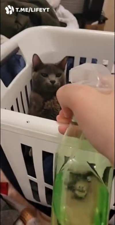 Руки вверх, пушистый ублюдок.