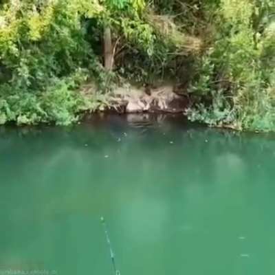 This fish