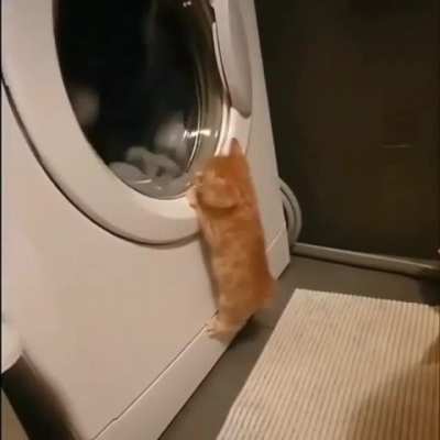 washing cycle