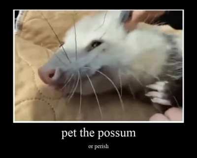 Pet the possum &amp;gt;:)