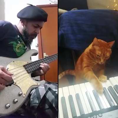 Peluditos musicales