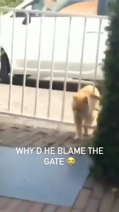 Blames the gate😜😅