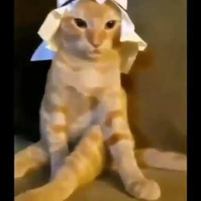 Simplemente gato &aacute;rabe