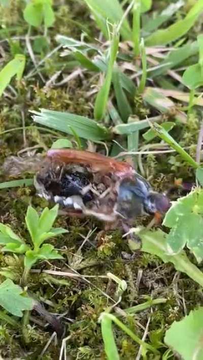 Real life Silt Strider