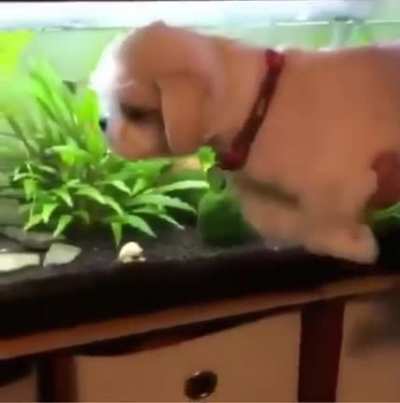 He thinks he&rsquo;s swimming