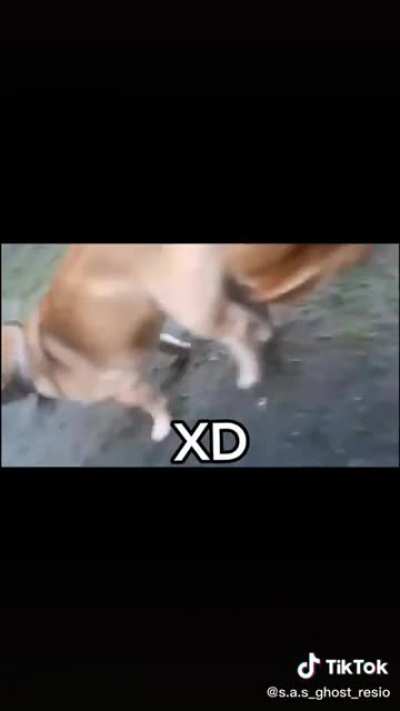 XD
