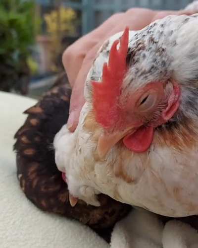 Petting the birds
