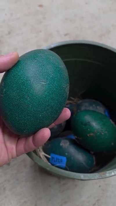 Emu eggs