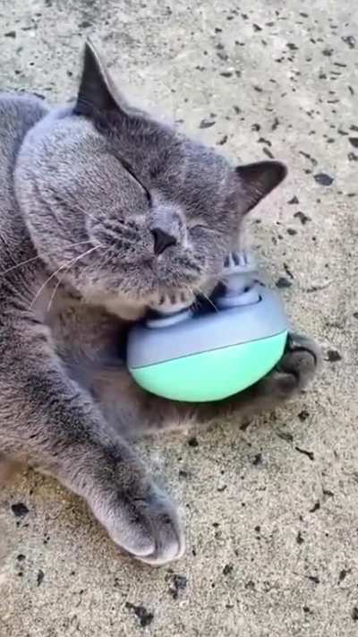 Just a happy kitty