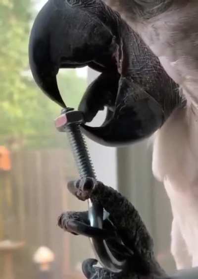 You don't know what skills your pet bird has learned...