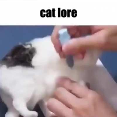 This is how cats are really born