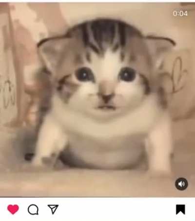 kItTeN dIeS iN aIr-StRiKe