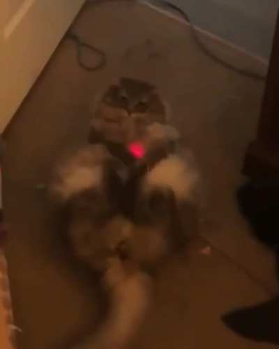&ntilde;a