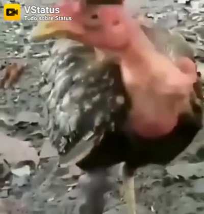 &Eacute; o corte
