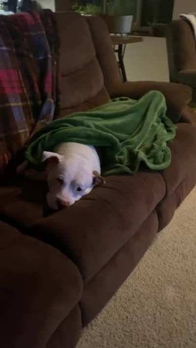 Piper&rsquo;s tail is stuck under her blanket