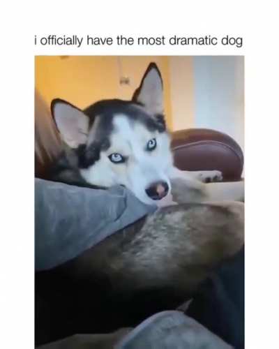 You will not stop petting me!