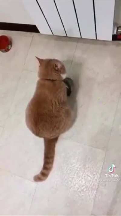 &ldquo;here's a little song i wrote called 'starving to death' and it goes like this....&rdquo; by TikTok user kotpersik27