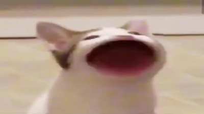 pop