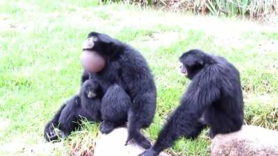 Siamang Apes