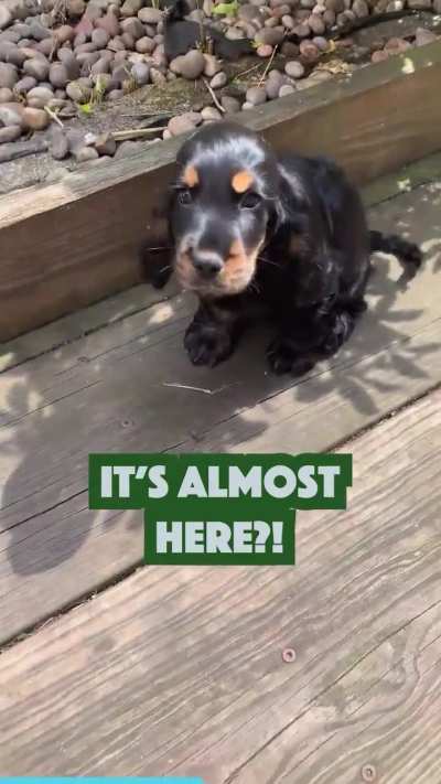 Adorable Puppy Prefers Receiving Own Toy!
