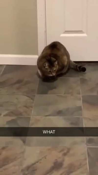 Cats are weird