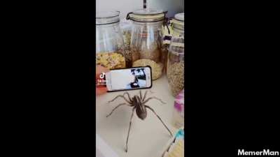 This doesn&rsquo;t belong here but you just got spiderd