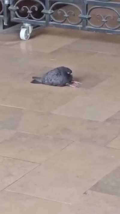 sad pombo moment