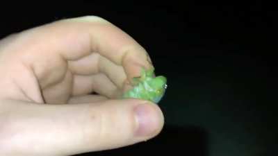 Cicada experiences brutal attack