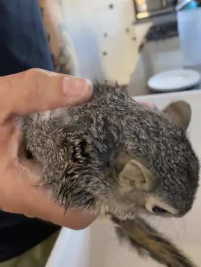 Handsome Pete needed a bath badly, but surprisingly he loved it! The warm water was relaxing, and he was great about being dried off too. He&rsquo;s most definitely the sweetest squirrel I&rsquo;ve met. He constantly wants attention from my wife and I. He&rsquo;s gonna be 